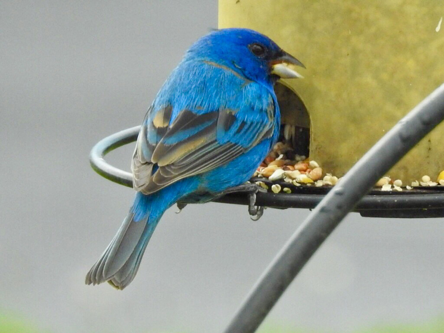 Blue grosbeak